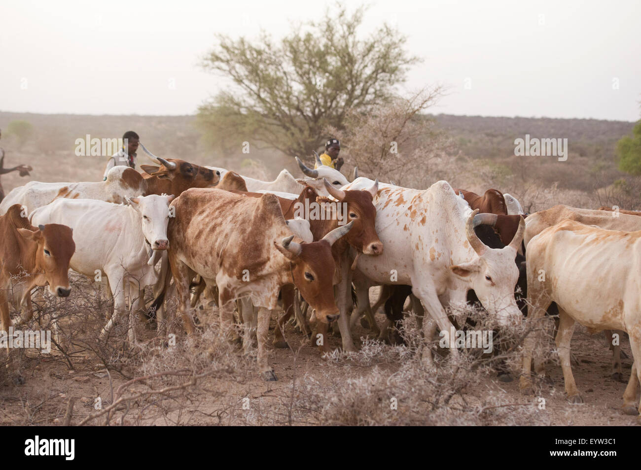 Stiere sind aufgereiht werden für Hamer Bull Jumping Zeremonie, Turmi, South Omo Valley, Äthiopien Stockfoto