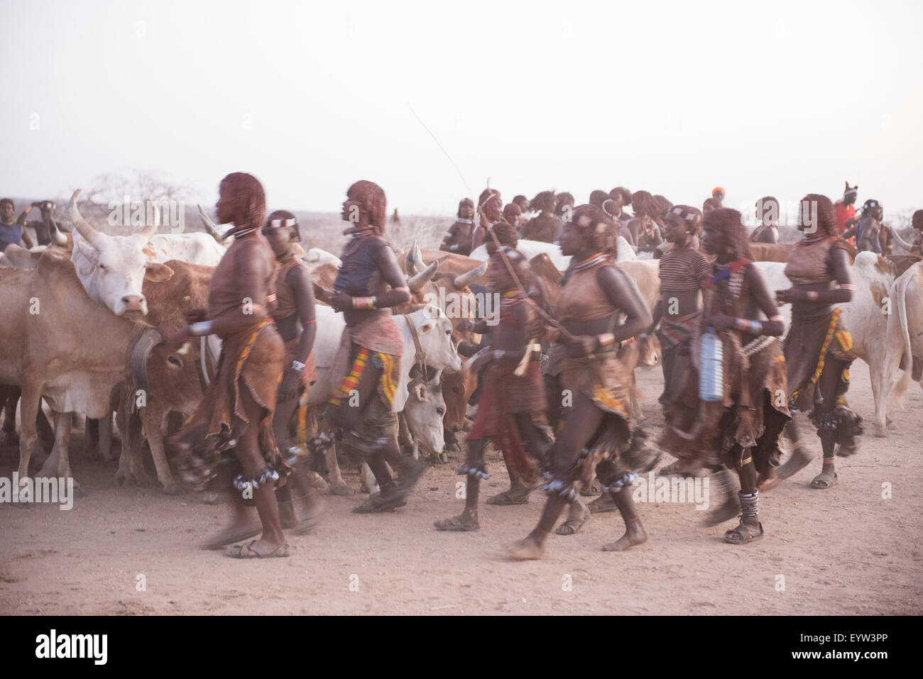 Stiere sind aufgereiht werden für Hamer Bull Jumping Zeremonie, Turmi, South Omo Valley, Äthiopien Stockfoto
