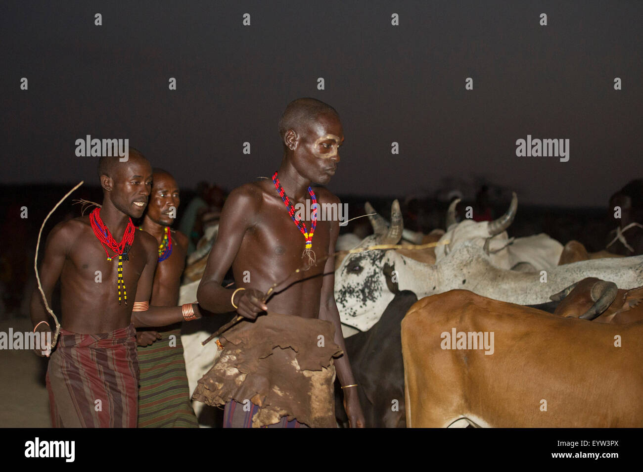 Stiere sind aufgereiht werden für Hamer Bull Jumping Zeremonie, Turmi, South Omo Valley, Äthiopien Stockfoto