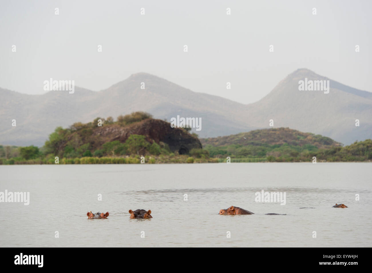 Gemeinsamen Flusspferd (Hippopotamus Amphibius), Lake Chamo, Nechisar Nationalpark, Äthiopien Stockfoto