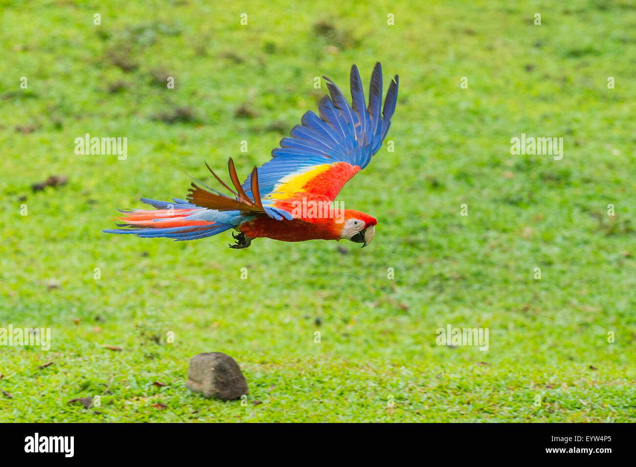 Einen hellroten Aras im Flug Stockfoto