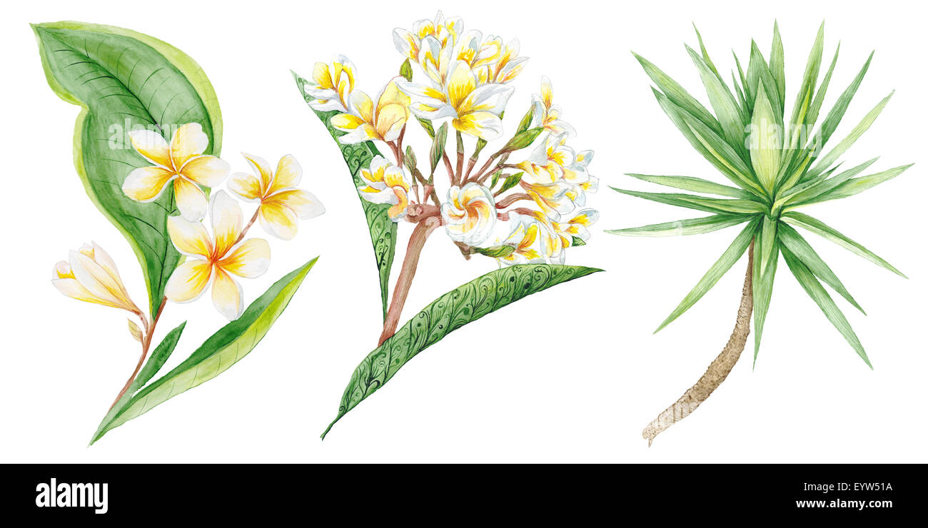 Botanische Malerei mit Plumeria Brunch und Yucca Tree Design isoliert auf weißem Hintergrund Stockfoto