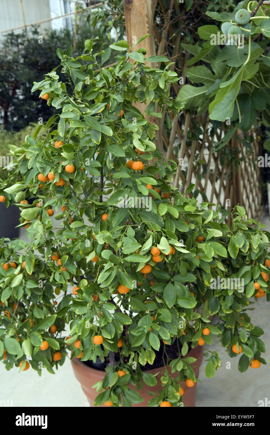 Mandarinenbaum; Citrus reticulata Stockfoto