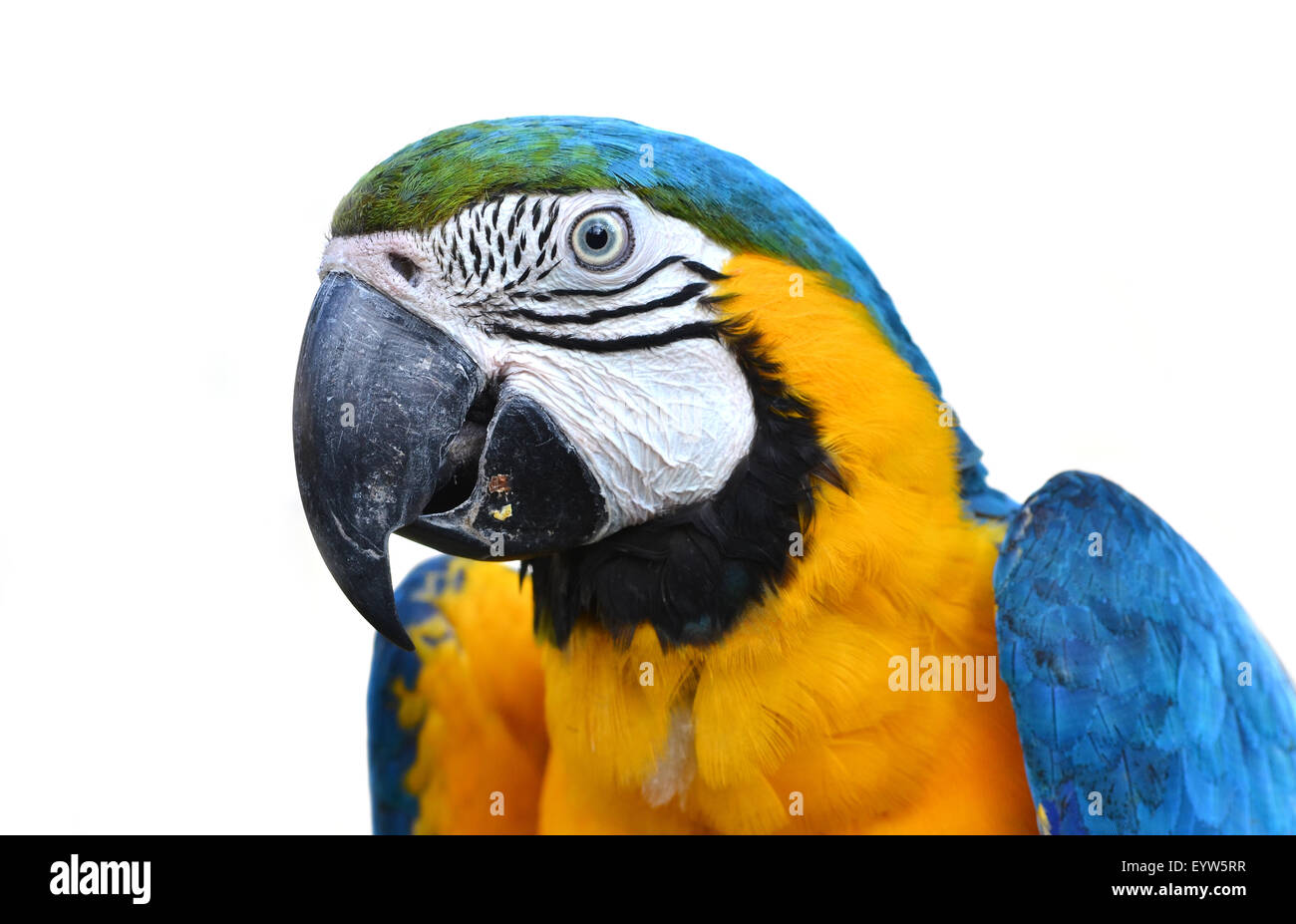 blau-gelbe Ara, blau und Gold Ara Stockfoto