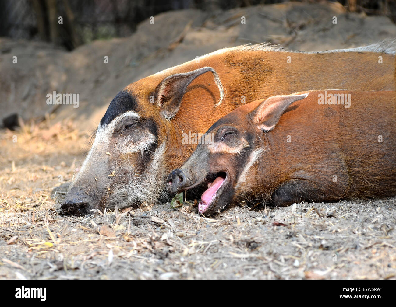 Red River Hog (Potamochoerus Porcus) Stockfoto