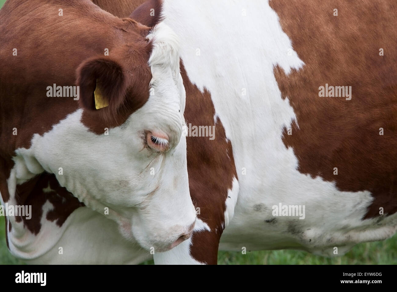 rote, braune Kuh mit weißen Wimpern steht auf Wiese Stockfoto