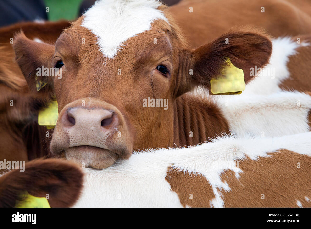 Leiter des jungen rötlich braune Kuh zwischen anderen Kühe Stockfoto