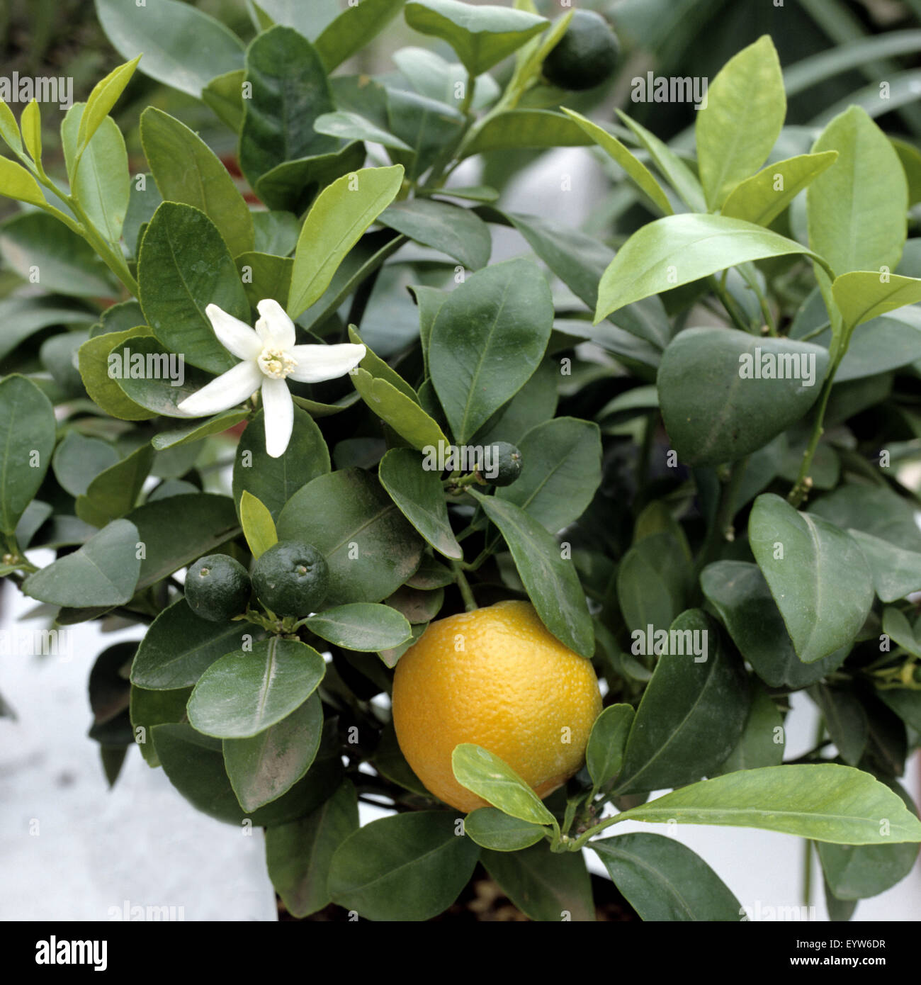 Orangenbaum, Citrus sinensis Stockfoto