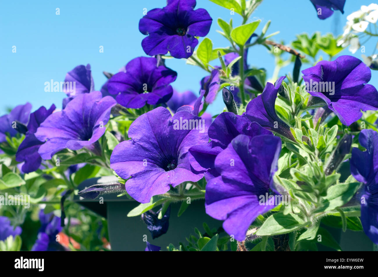 Balkonblumen petunien -Fotos und -Bildmaterial in hoher Auflösung – Alamy