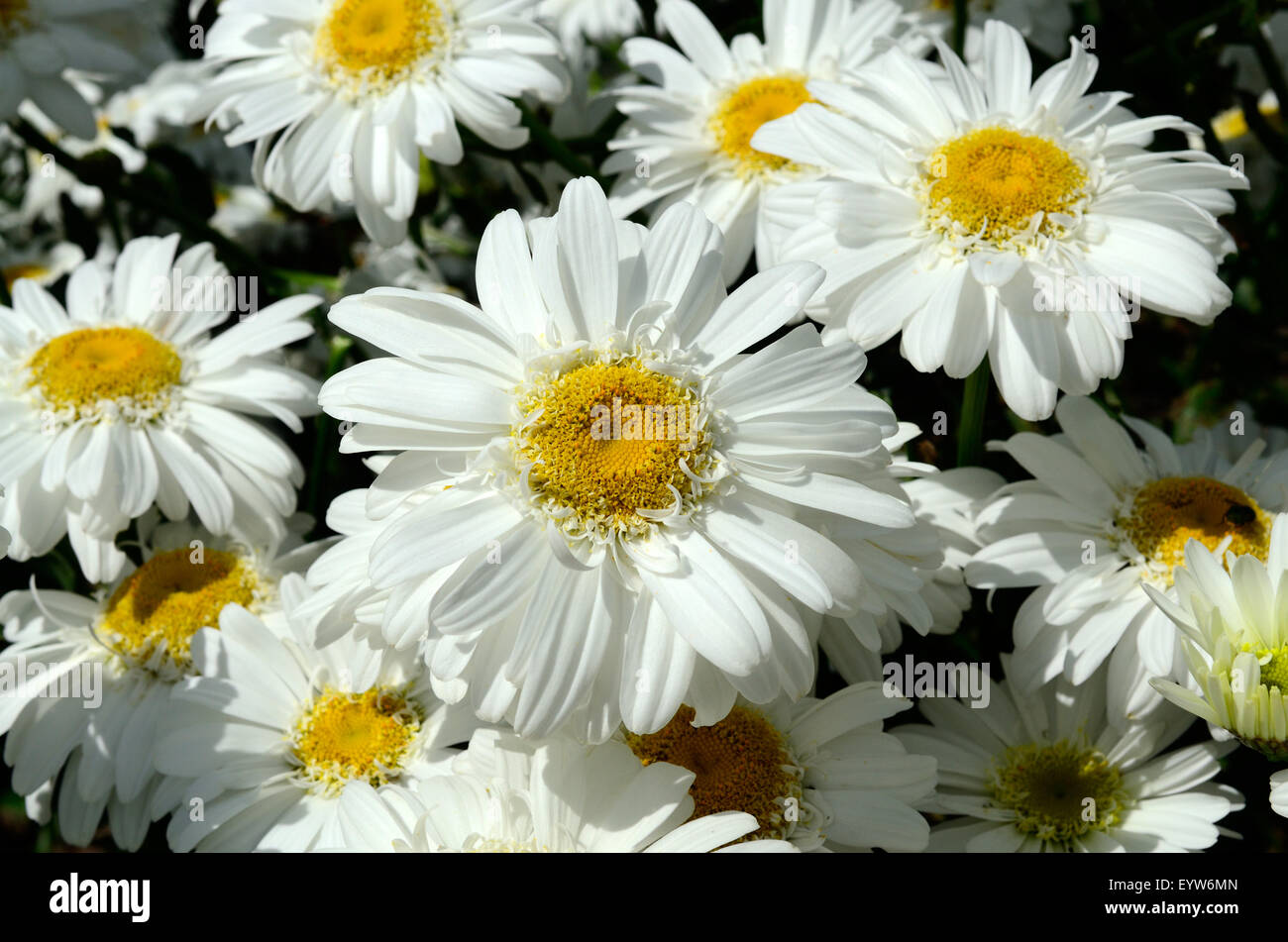 Shasta Margeriten Leucanthemum x Superbum T E Killin Stockfoto