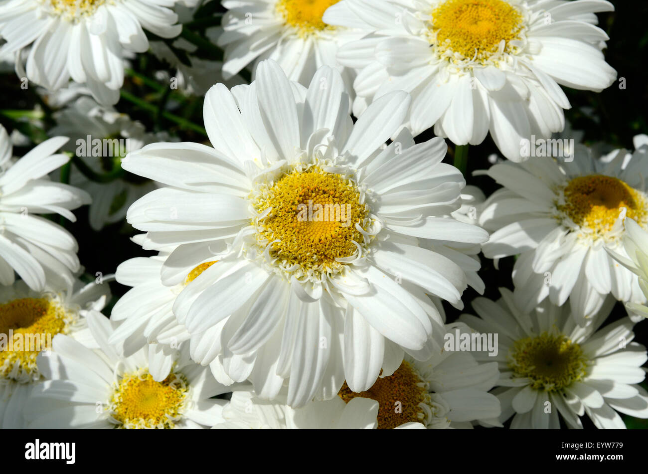 Shasta Margeriten Leucanthemum x Superbum T E Killin Stockfoto