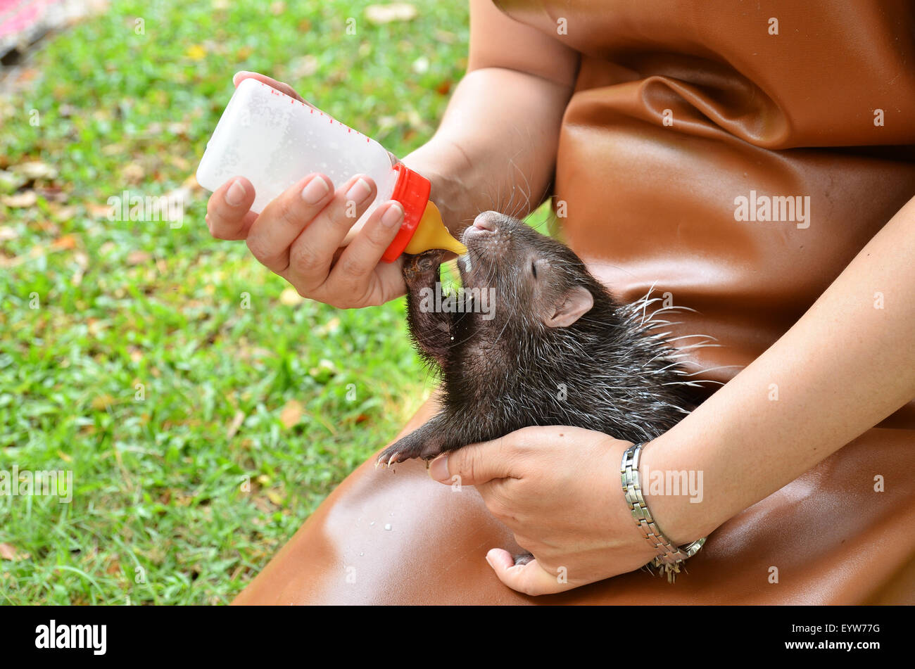 Tierpfleger nehmen, Pflege und Fütterung Baby Stachelschwein Stockfoto
