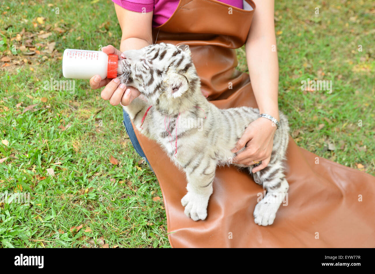 Tierpfleger nehmen, Pflege und Fütterung Baby weiße tiger Stockfoto