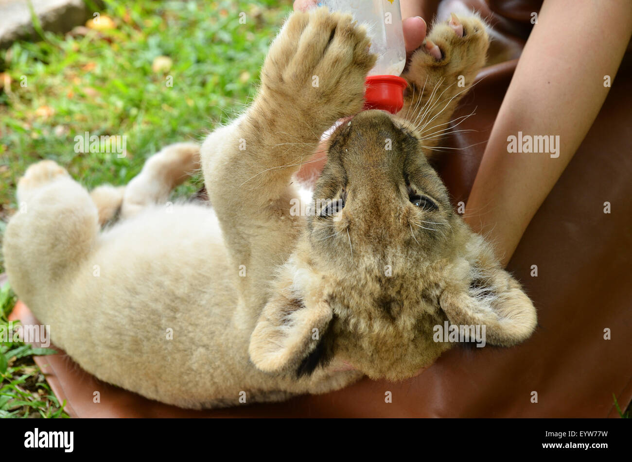 Tierpfleger nehmen, Pflege und Fütterung Löwenbaby Stockfoto