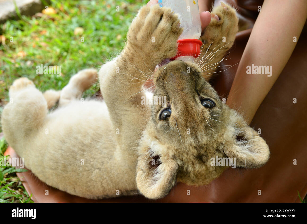 Tierpfleger nehmen, Pflege und Fütterung Löwenbaby Stockfoto