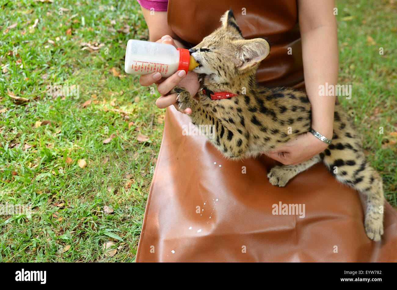 Tierpfleger nehmen, Pflege und Fütterung Baby serval Stockfoto