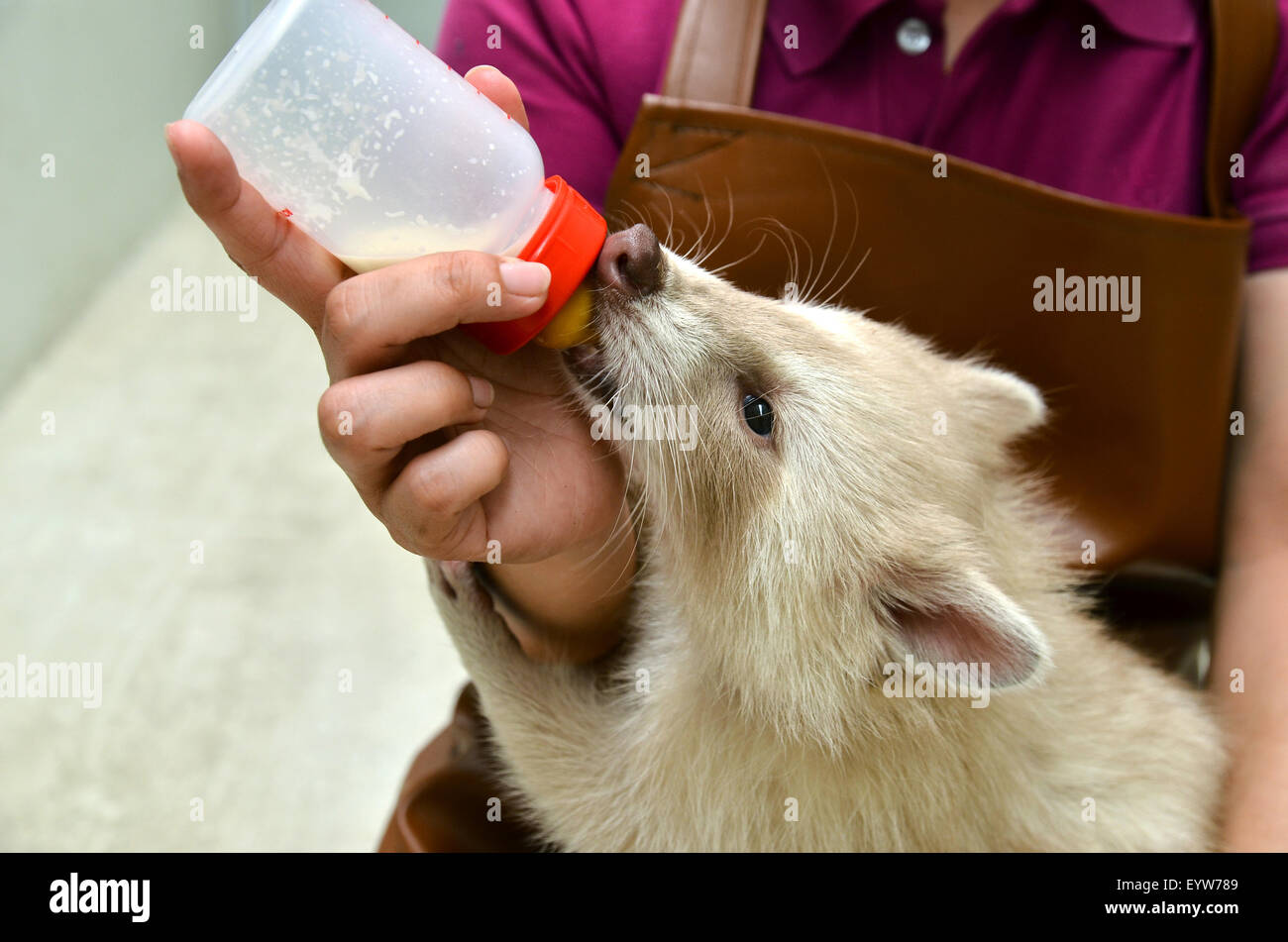 Tierpfleger nehmen, Pflege und Fütterung Baby Albino Waschbär Stockfoto