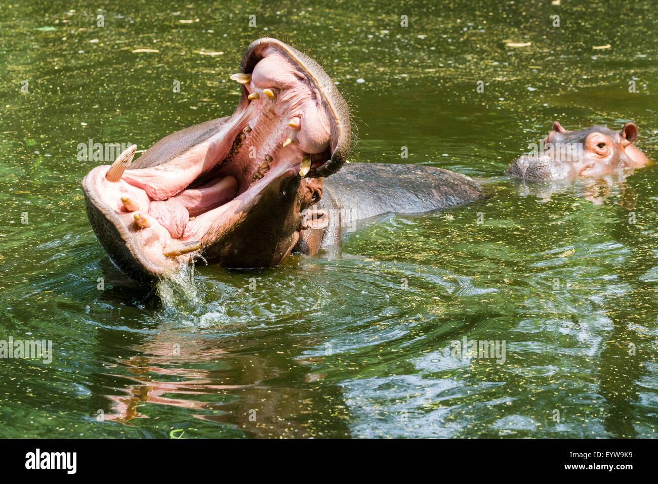 Ein Flusspferd (Hippopotamus Amphibius) mit weit offenem Mund schwimmt im Wasser, Zoo, New Delhi, Indien Stockfoto