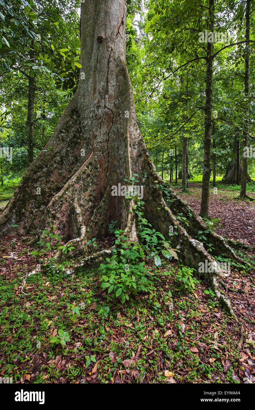 Bengalen Mandelbaum (Terminalia Catappa), Lonthor, Banda Island, Molukken, Indonesien Stockfoto