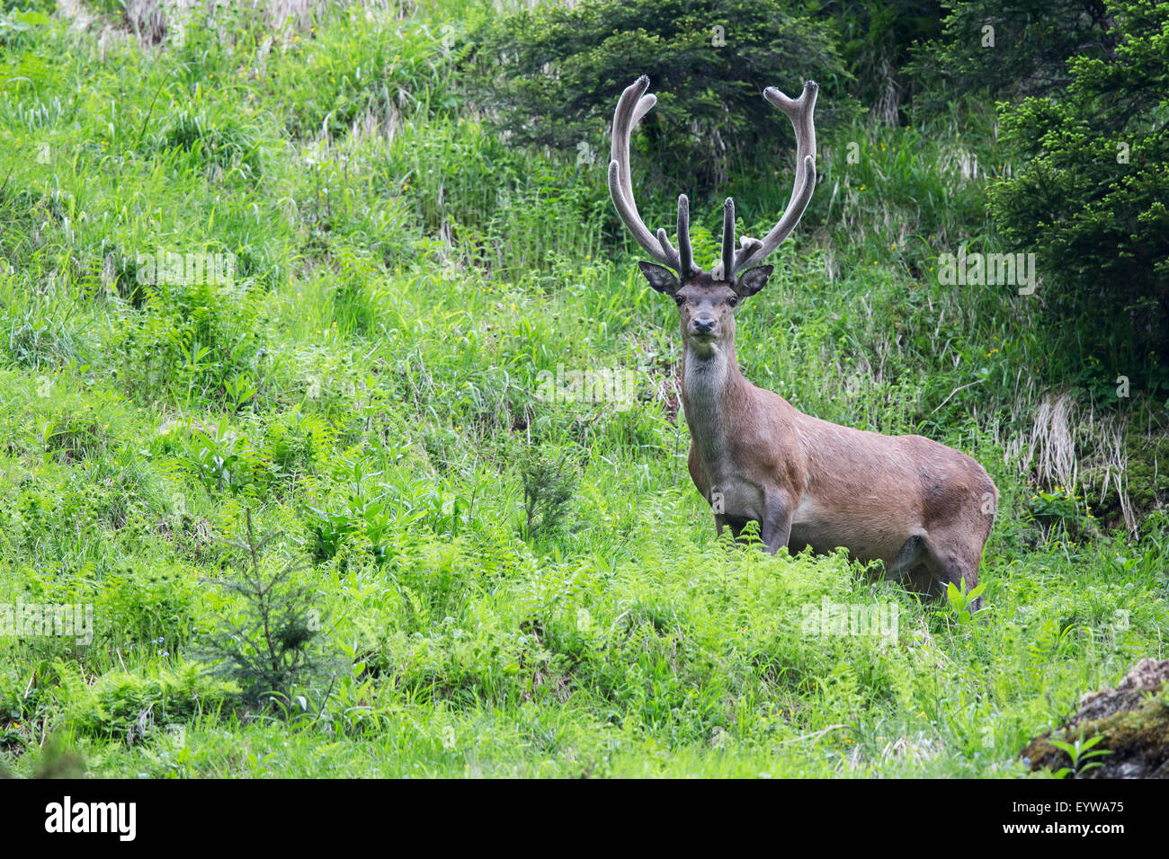 Rothirsch (Cervus Elaphus) mit samt Geweih, Stubaital, Tirol, Österreich Stockfoto