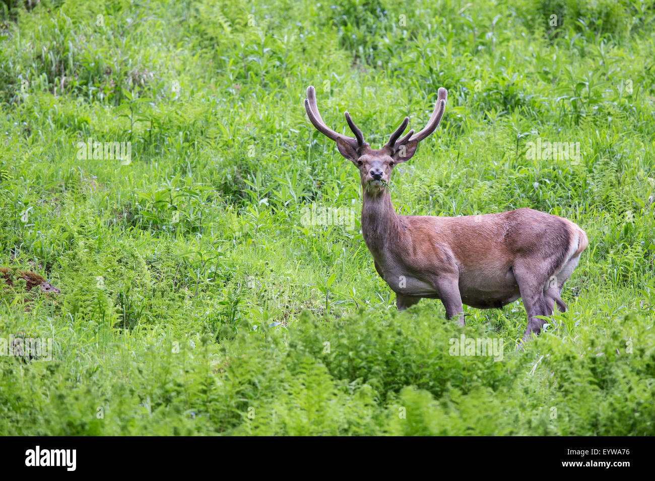 Rothirsch (Cervus Elaphus) mit samt Geweih, Stubaital, Tirol, Österreich Stockfoto