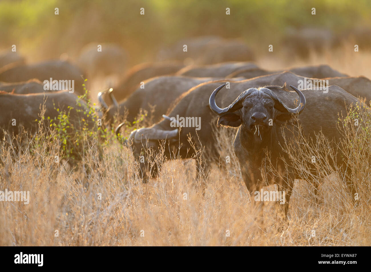 Kap-Büffel oder afrikanische Büffel (Syncerus Caffer), Herde im Abendlicht, South Luangwa Nationalpark, Sambia Stockfoto