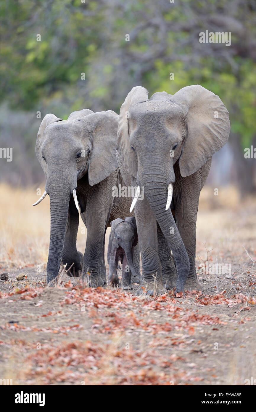 Afrikanische Elefanten (Loxodonta Africana), Kühe zu Fuß schützend neben Kalb, South Luangwa Nationalpark, Sambia Stockfoto