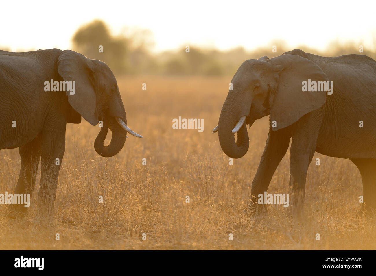 Afrikanische Elefanten (Loxodonta Africana), einander zugewandt in der Hintergrundbeleuchtung, staubige Luft, South Luangwa Nationalpark, Sambia Stockfoto