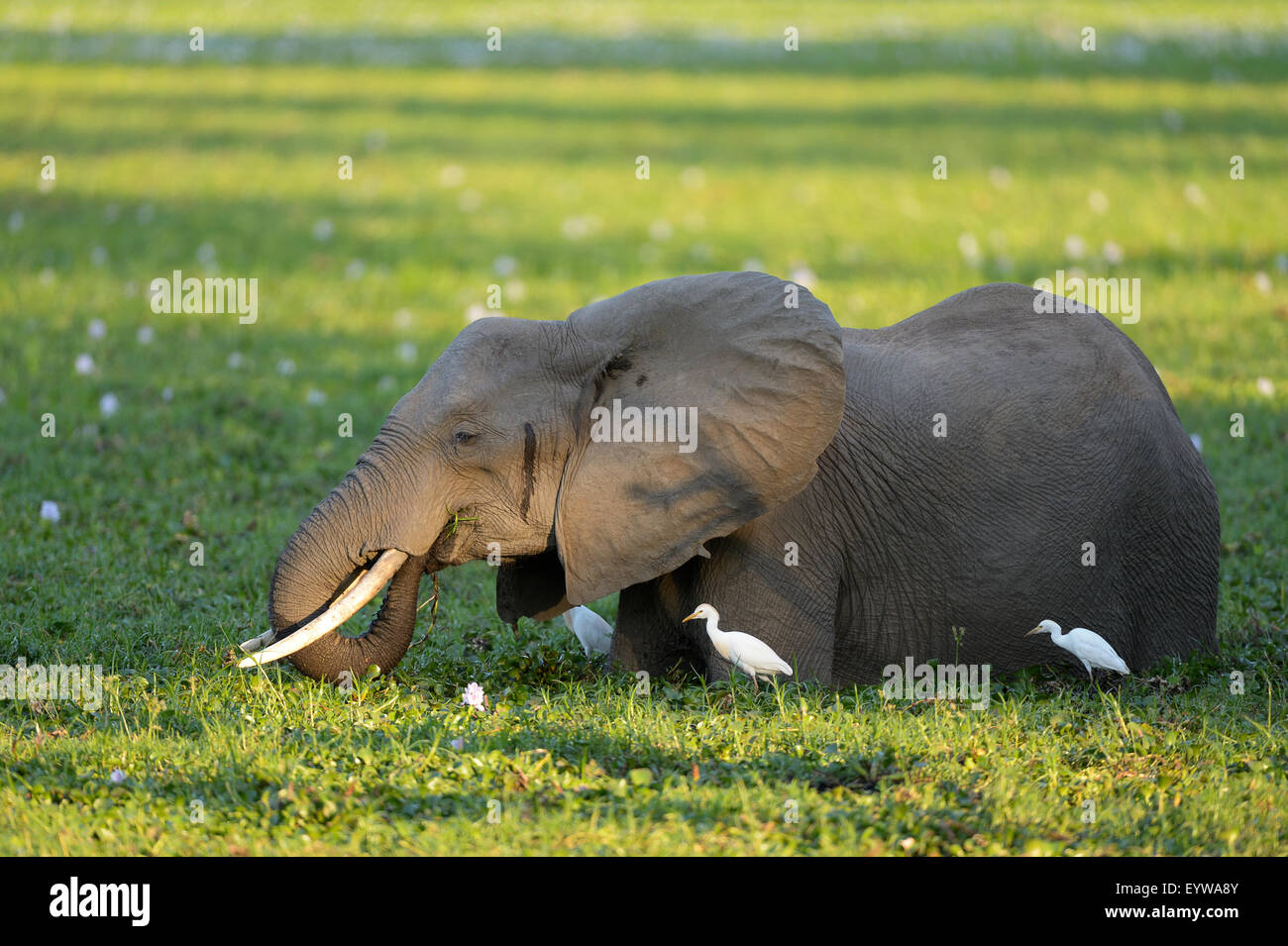 Afrikanischer Elefant (Loxodonta Africana), stehend im verwilderten Wasserloch, ernähren sich von Wasserpflanzen, Kuhreiher daneben Stockfoto