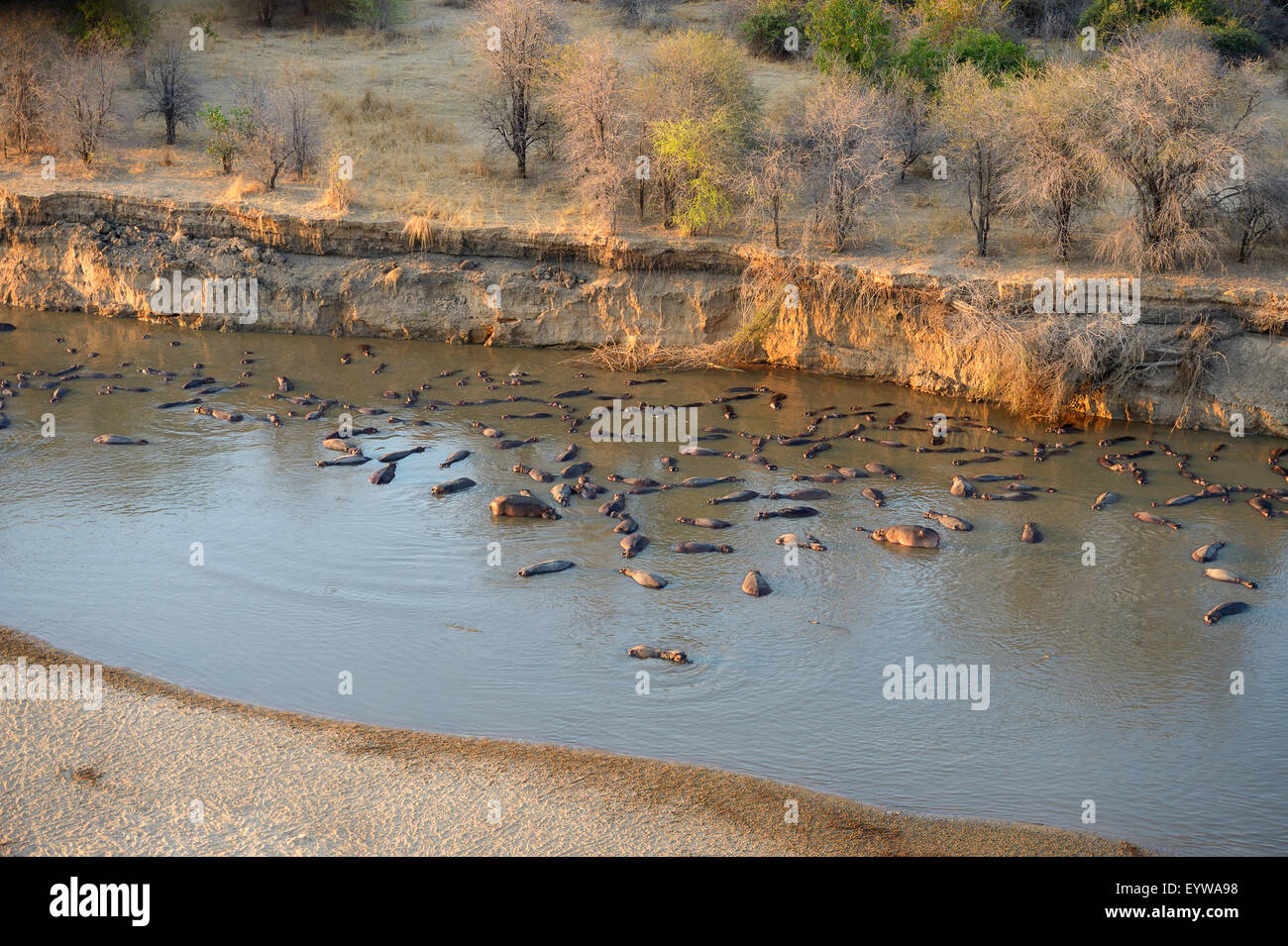 Flusspferde (Hippopotamus Amphibicus) im flachen Wasser vor steilen Ufer, Morgenlicht, Luftaufnahme, Luangwa Fluss Stockfoto