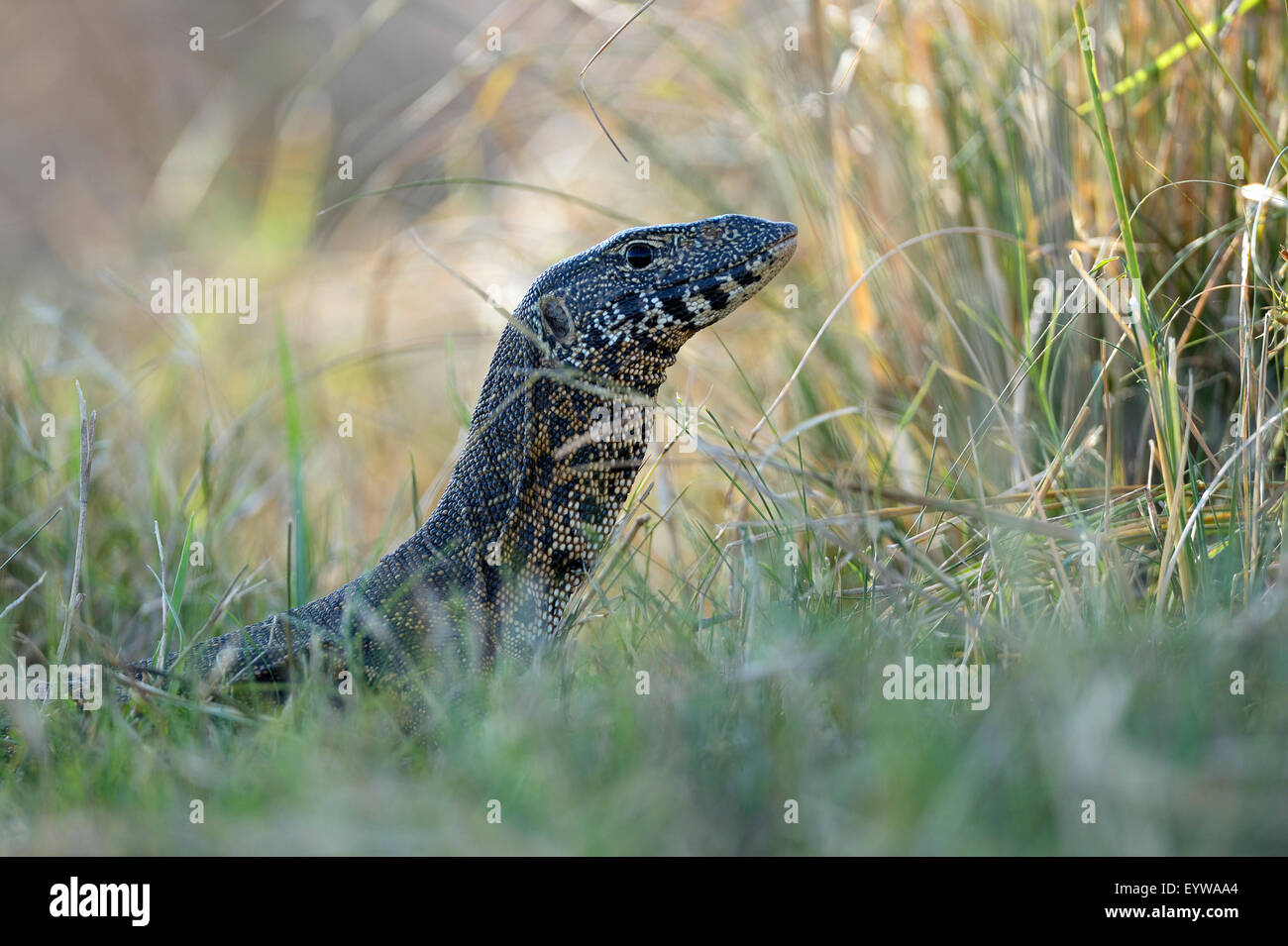 Nilwaran (Varanus Niloticus), Pirsch durch hohe Gräser, Lower Zambezi National Park, Sambia Stockfoto