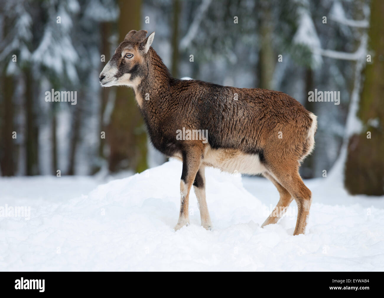 Mufflon (Ovis Ammon Musimon), weibliche stehen im Schnee, Gefangenschaft, Sachsen, Deutschland Stockfoto