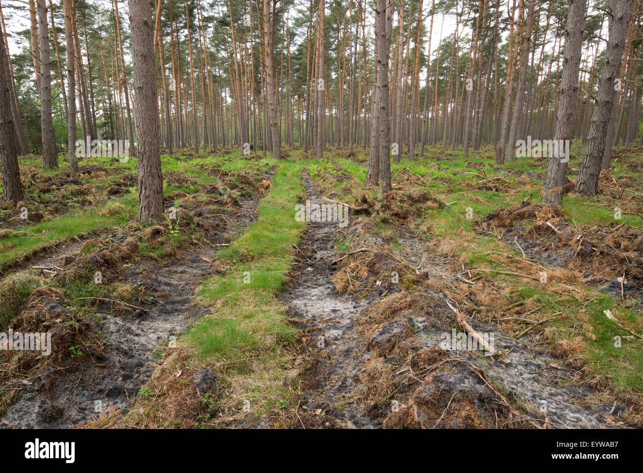 Bodenvorbereitung für Naturverjüngung, Freilegung der Mineralboden in einem Kiefernwald, Kiefern (Pinus Sylvestris), Niedersachsen Stockfoto