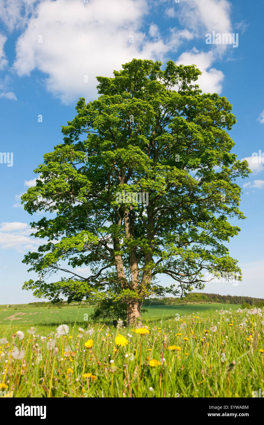 Alte Feld-Ahorn (Acer Campestre), Thüringen, Deutschland Stockfoto