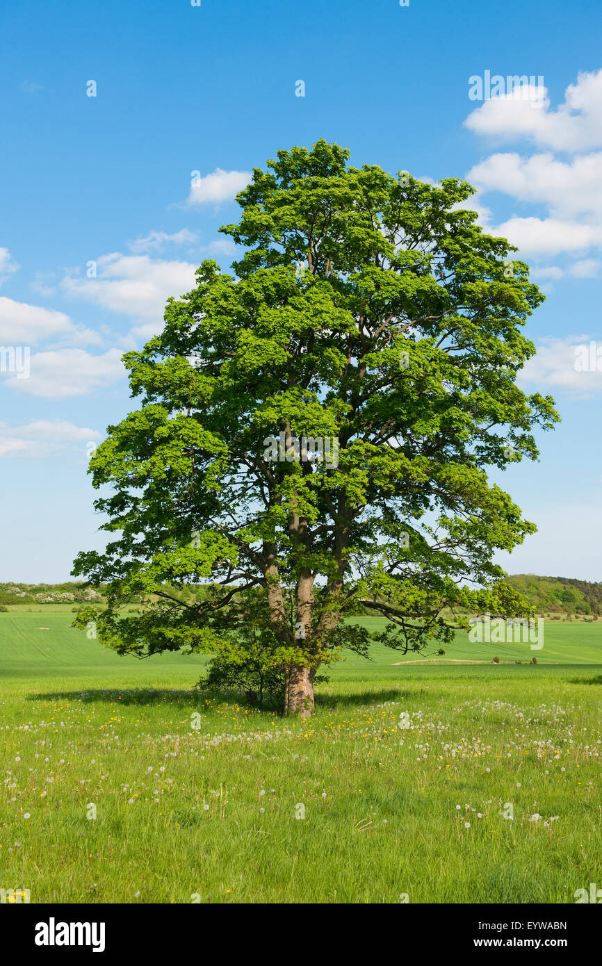 Alte Feld-Ahorn (Acer Campestre), Thüringen, Deutschland Stockfoto