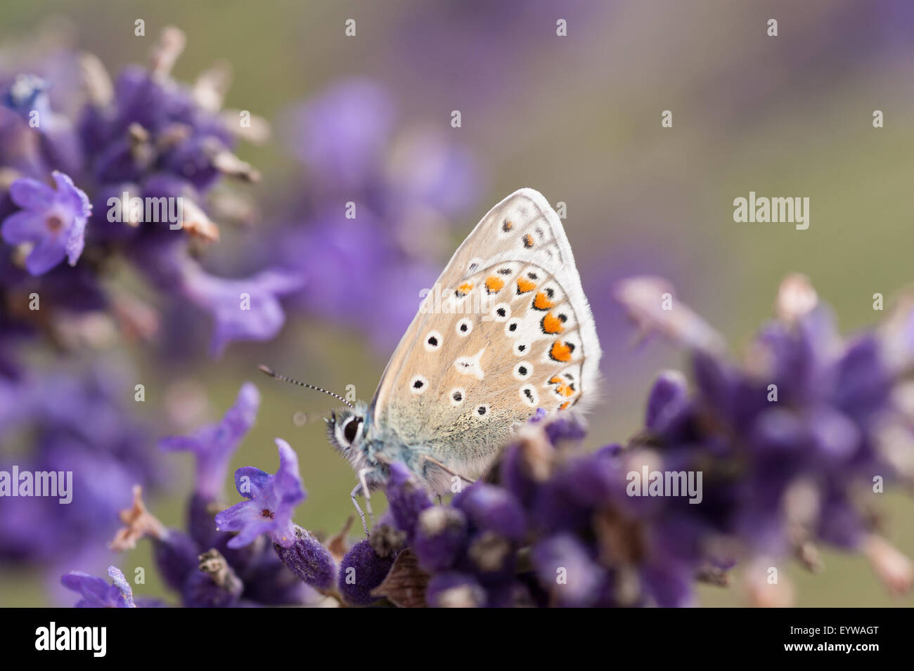 Gemeinsamen blau Schmetterling auf Lavendelblüten, wenn es seine Flügel, es sieht fast aus wie ein Teil der Blüte geöffnet hat Stockfoto