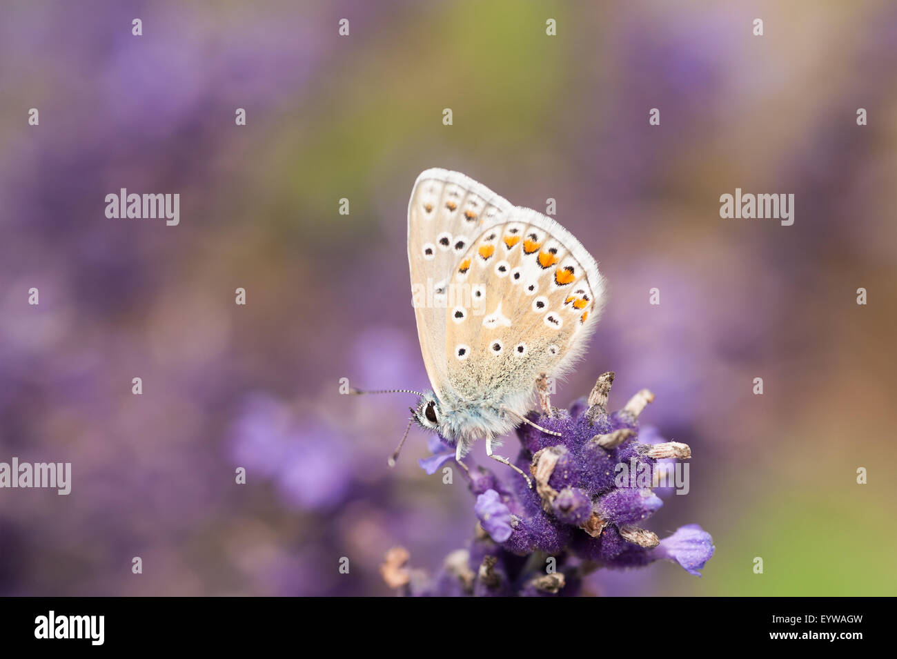 Gemeinsamen blau Schmetterling auf Lavendelblüten, wenn es seine Flügel, es sieht fast aus wie ein Teil der Blüte geöffnet hat Stockfoto
