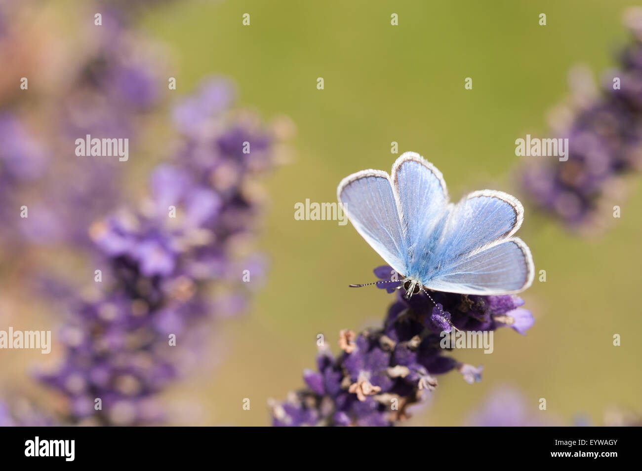 Gemeinsamen blau Schmetterling auf Lavendelblüten, wenn es seine Flügel, es sieht fast aus wie ein Teil der Blüte geöffnet hat Stockfoto
