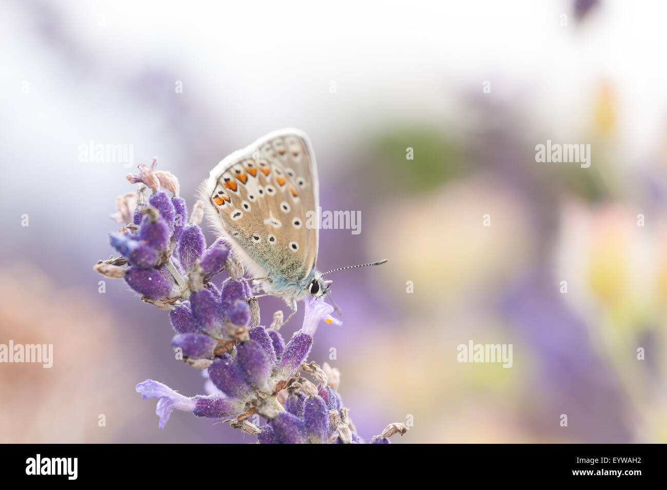 Gemeinsamen blau Schmetterling auf Lavendelblüten, wenn es seine Flügel, es sieht fast aus wie ein Teil der Blüte geöffnet hat Stockfoto
