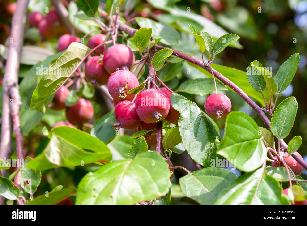Malus Red Sentinel Äpfel sind gut für Gelatine und Marmelade. Sie sind sehr sauer und können nicht roh gegessen werden. Stockfoto