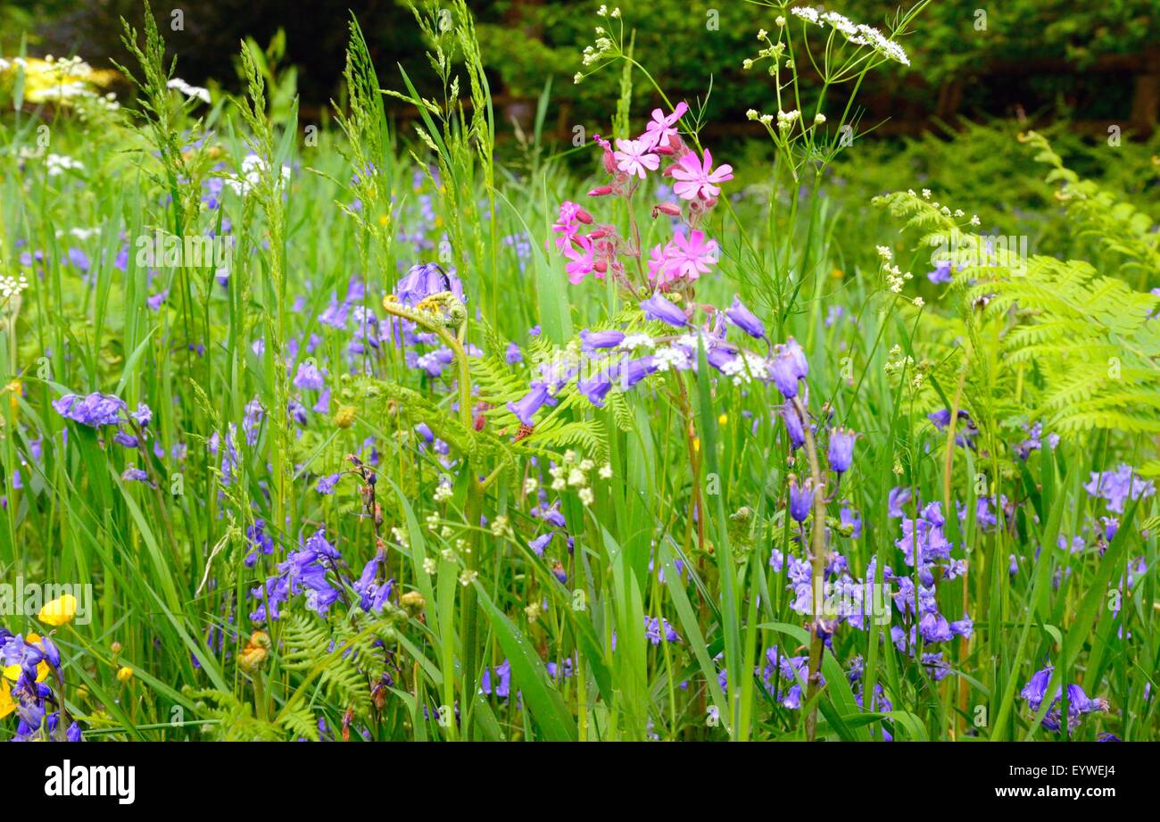 Im Frühling, Großbritannien, blühen wilde Blumen neben einem Wanderweg auf dem Land Stockfoto
