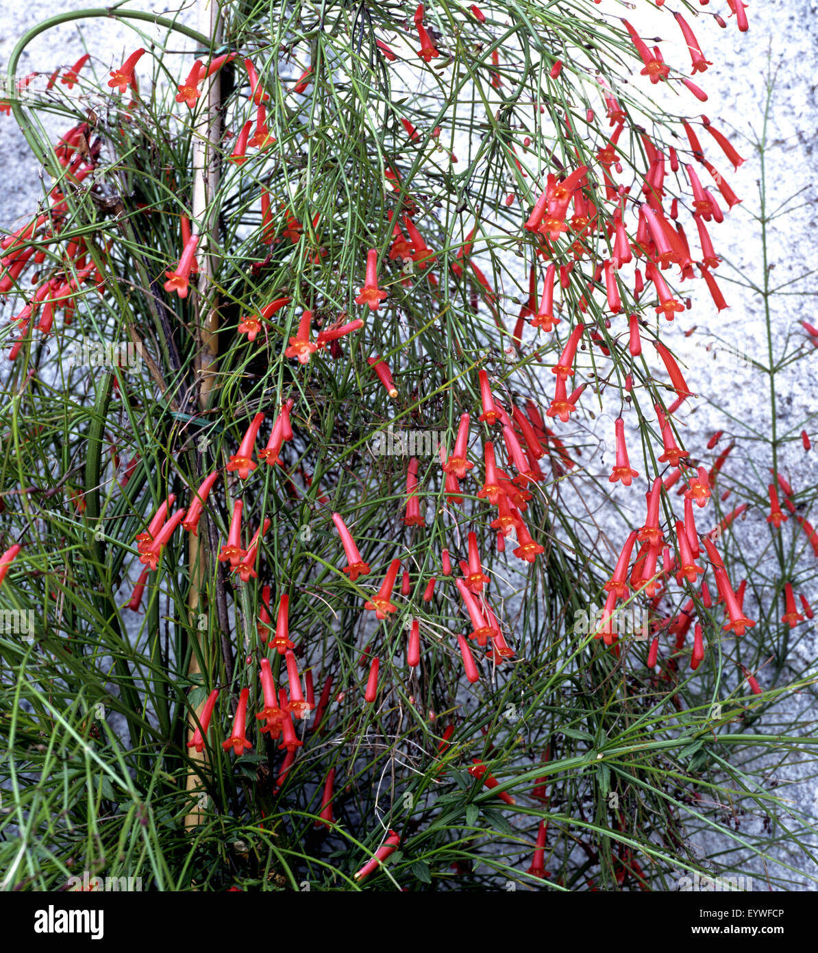 Springbrunnenpflanze, Russelia equisetiformis Stockfoto