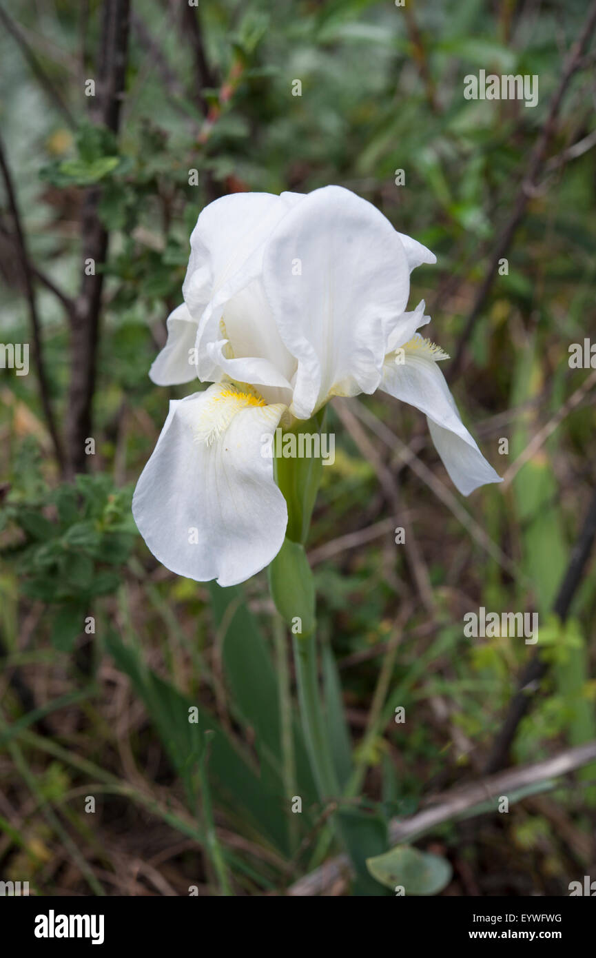 Iris Albicans, wächst im westlichen Portugal. April. Stockfoto