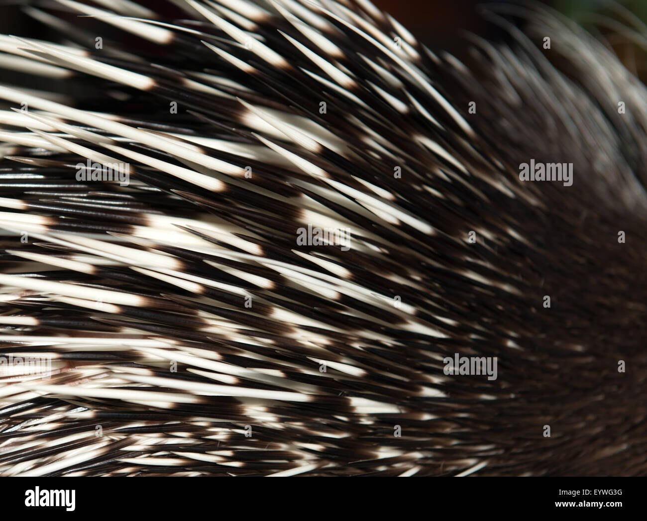 Nahaufnahme Bild einer Stachelschwein-Wirbelsäule Stockfoto