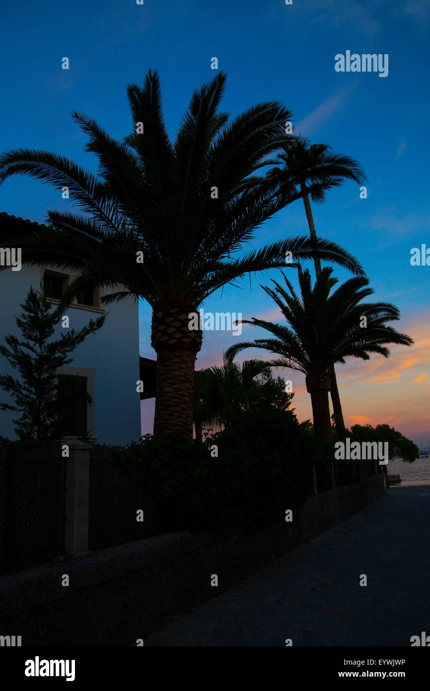 Palmen neben dem Fußweg auf die Pinewalk in Puerto Pollensa auf Mallorca. Stockfoto