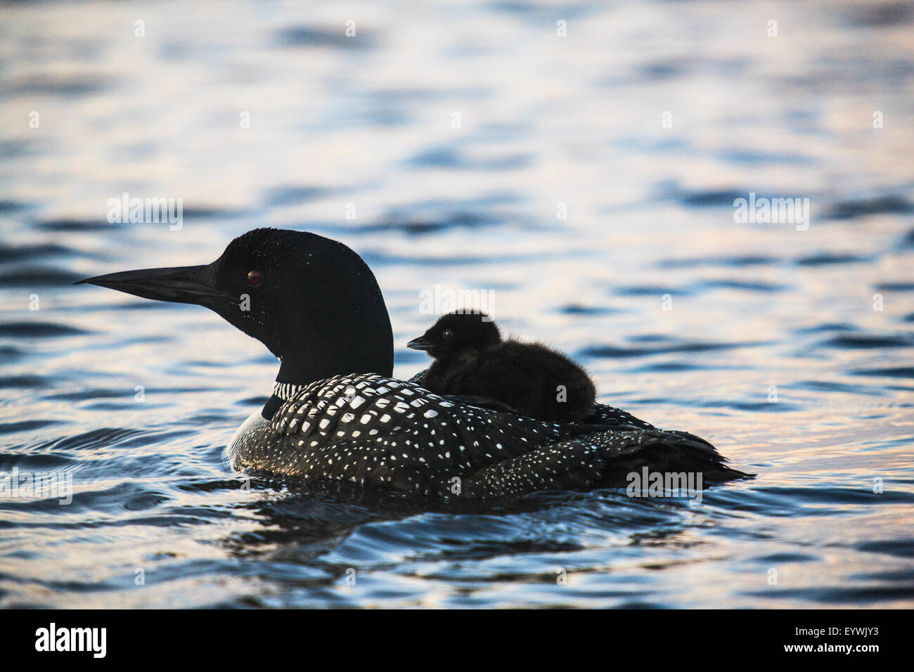 Loon Mutter und Baby auf See Umbagog Stockfoto