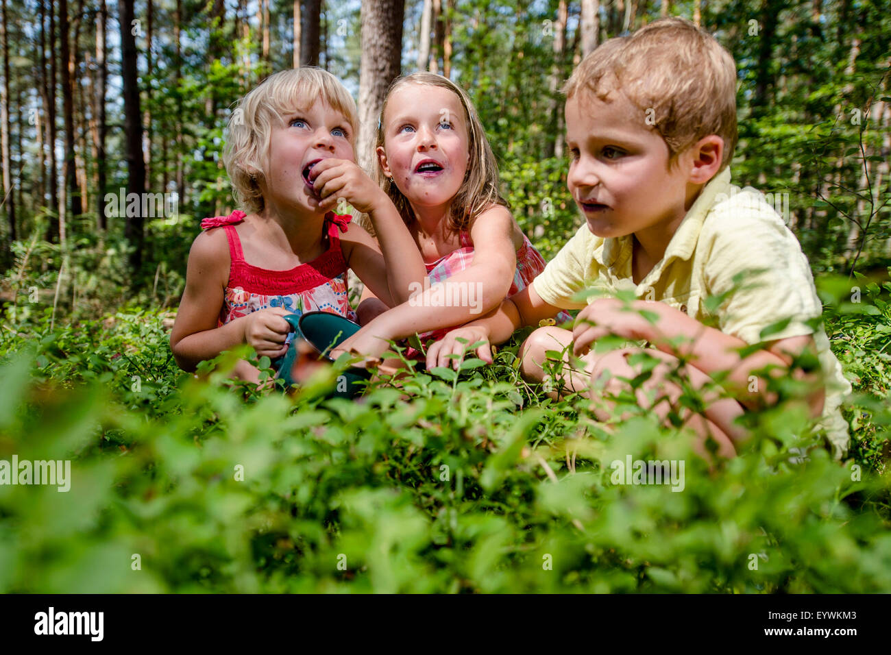 Kinder sammeln Heidelbeeren in einem Wald in Ostromer in der Nähe von Jicin, Tschechische Republik, am 8. August 2015. (CTK Foto/David Tanecek) Stockfoto