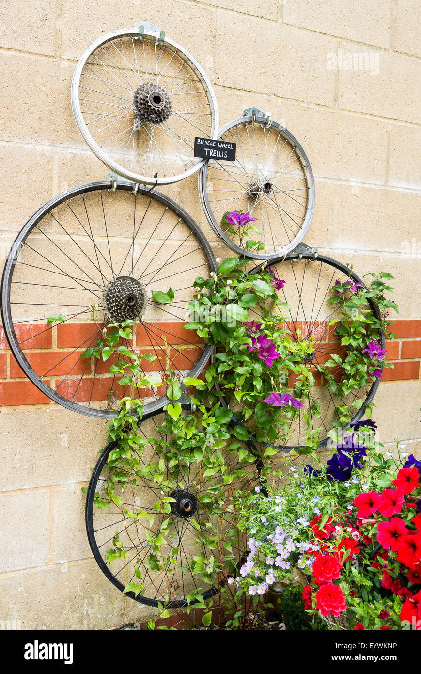 Fünf alte Fahrrad-Räder fest an einer Wand, helfen Pflanzen Clematis Kletterer trainieren Stockfoto