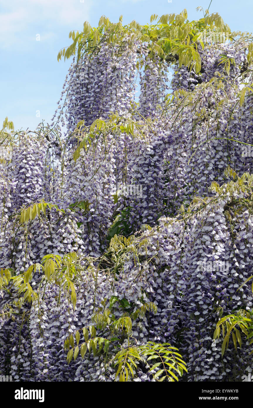 Glyzinien Blüten. Kent, UK Stockfoto