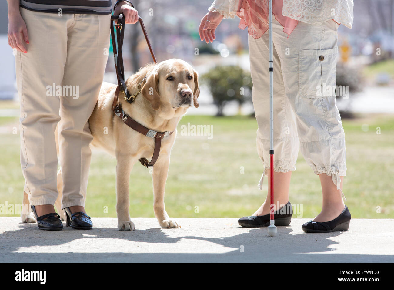 Zwei Frauen mit Sehbehinderungen, eins mit einem Servicehund und eins mit dem Rohrstock Stockfoto